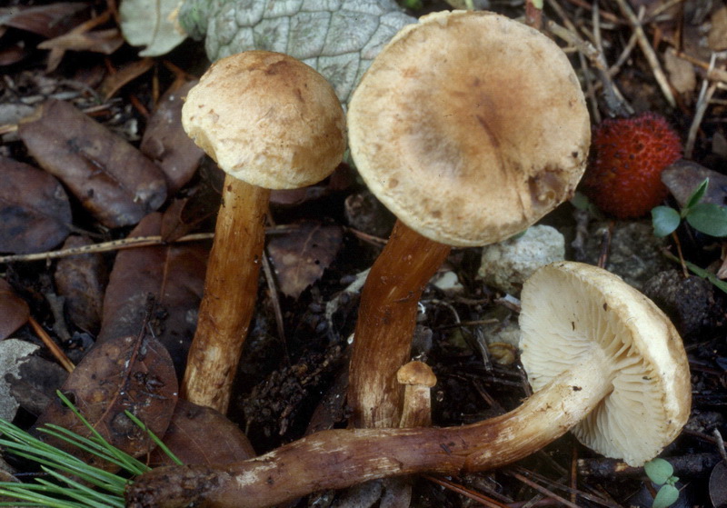 Tricholoma psammopus